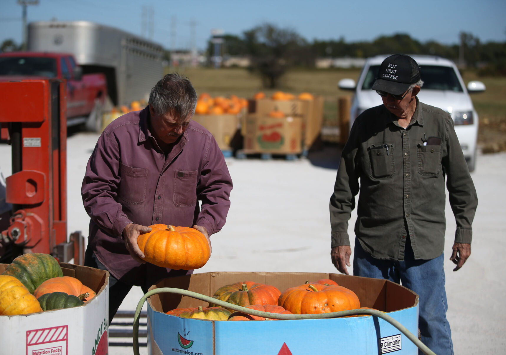 Sorting pumpkins